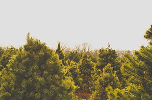 green fern trees, Trees, Tops, Summer HD wallpaper