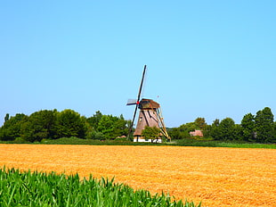 wheat field near mill under blue sky HD wallpaper