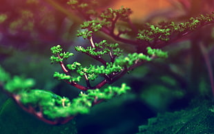 shallow focus photography of green plants