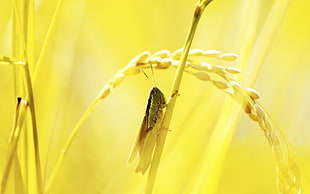green grasshopper perched on rice stem closeup photography