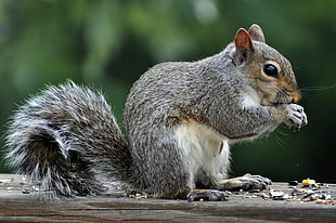 grey squirrel nibbling on nut on brown wooden ledge