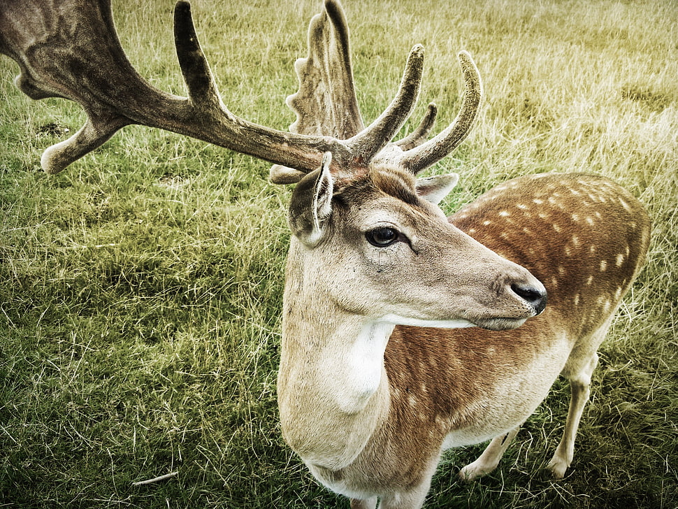 brown deer on grass field HD wallpaper