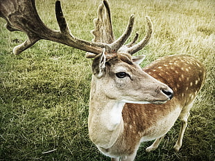 brown deer on grass field