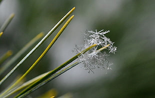 close up photography of leaf plant with snow flakes