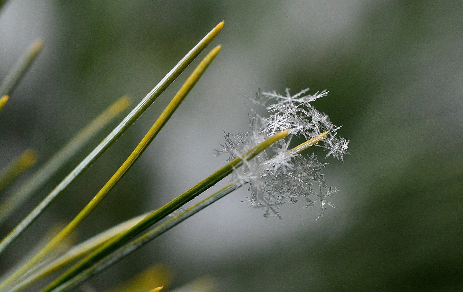 close up photography of leaf plant with snow flakes