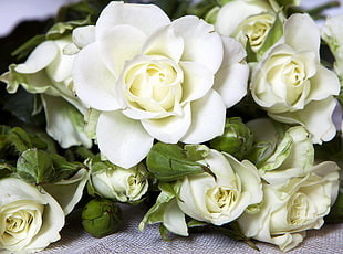 white Rose bouquet