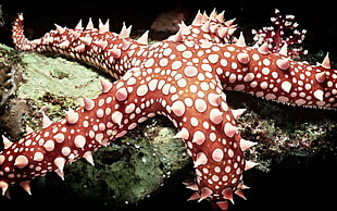 white and brown starfish