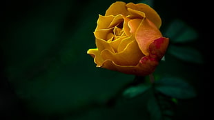 yellow rose flower, yellow flowers HD wallpaper