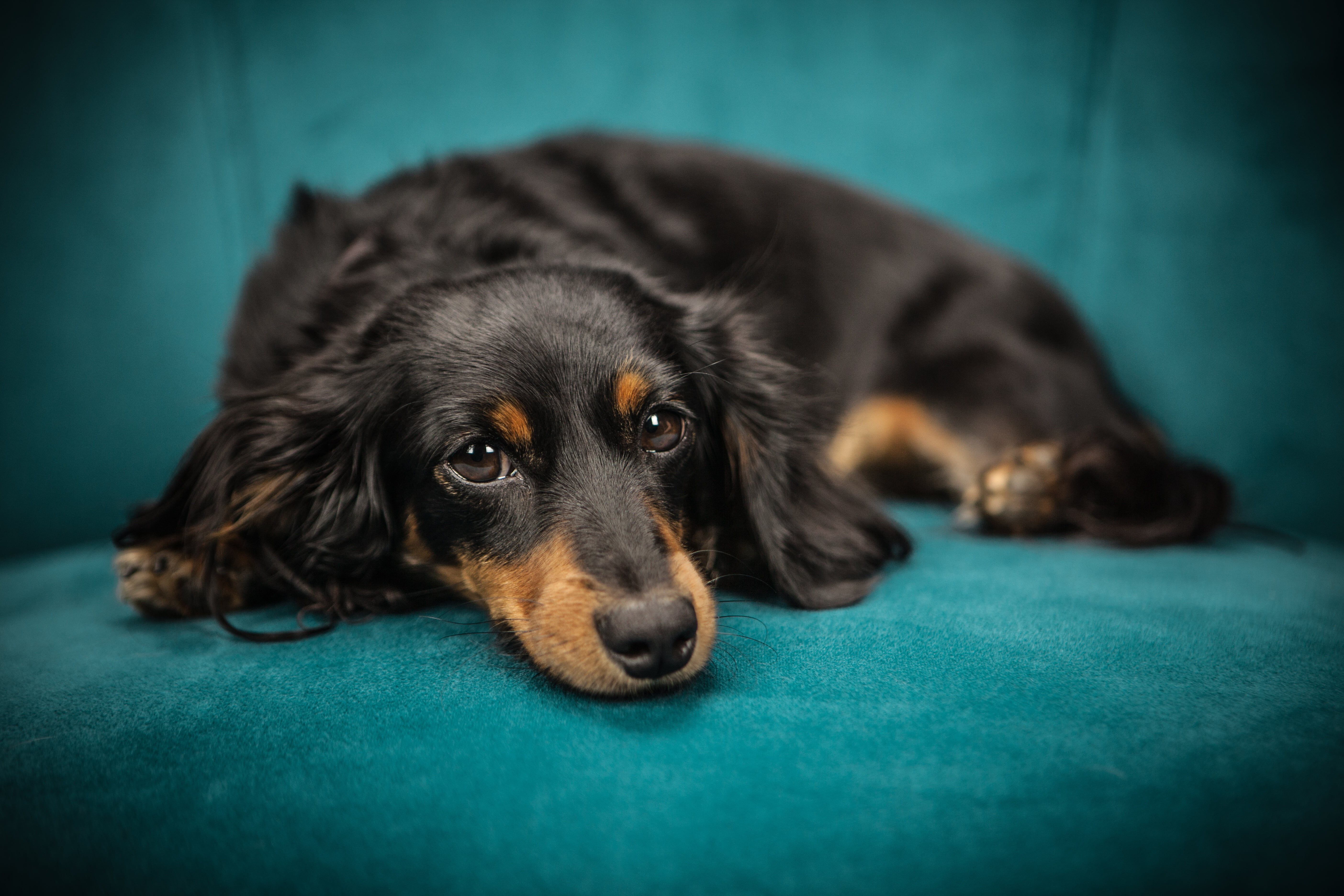 Black and tan longhaired Dachshund dog HD wallpaper