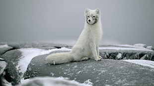 white fur-coated fox