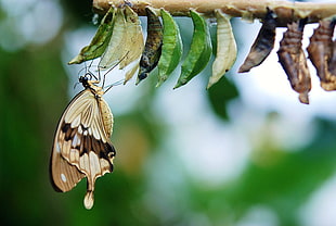 brown and beige swallowtail butterfly perched on green leaves