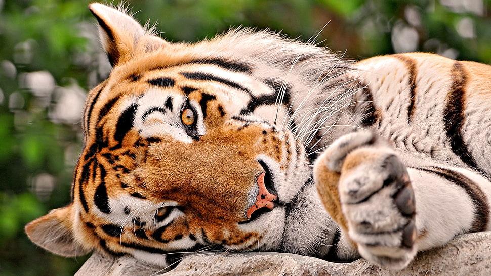 orange, white, and black tiger in tilt shift lens photo HD wallpaper