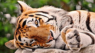 orange, white, and black tiger in tilt shift lens photo