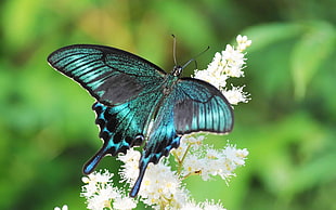 blue and green butterfly photography