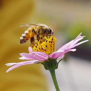 honey bee on yellow and pink flower