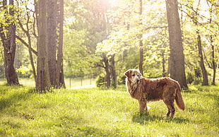 animals, dog, grass HD wallpaper