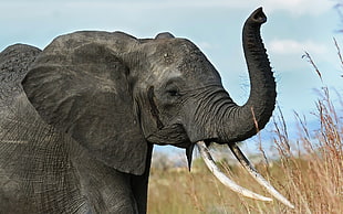 gray elephant in grass field