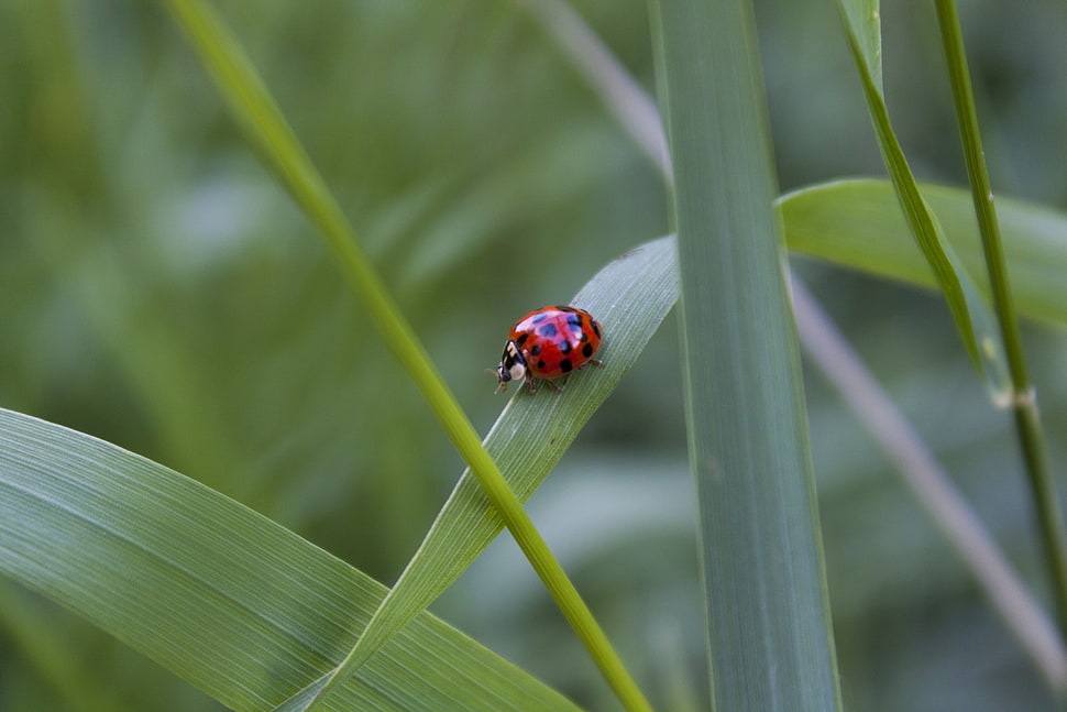 shallow focus photography of red lady bug on leaves HD wallpaper