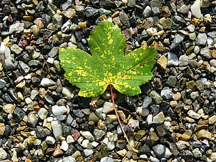 green leaf on gray pebbles
