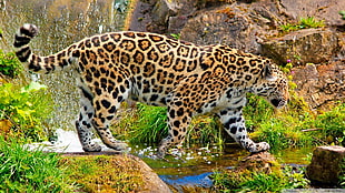 leopard animal HD wallpaper