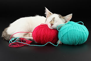 white and cat sleeping on teal and red yarns