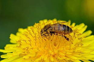honey bee on yellow petaled flower, dandelion
