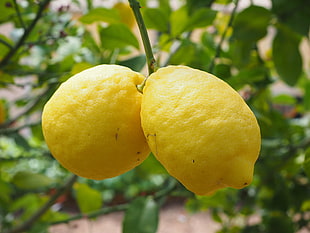 two yellow lemons HD wallpaper