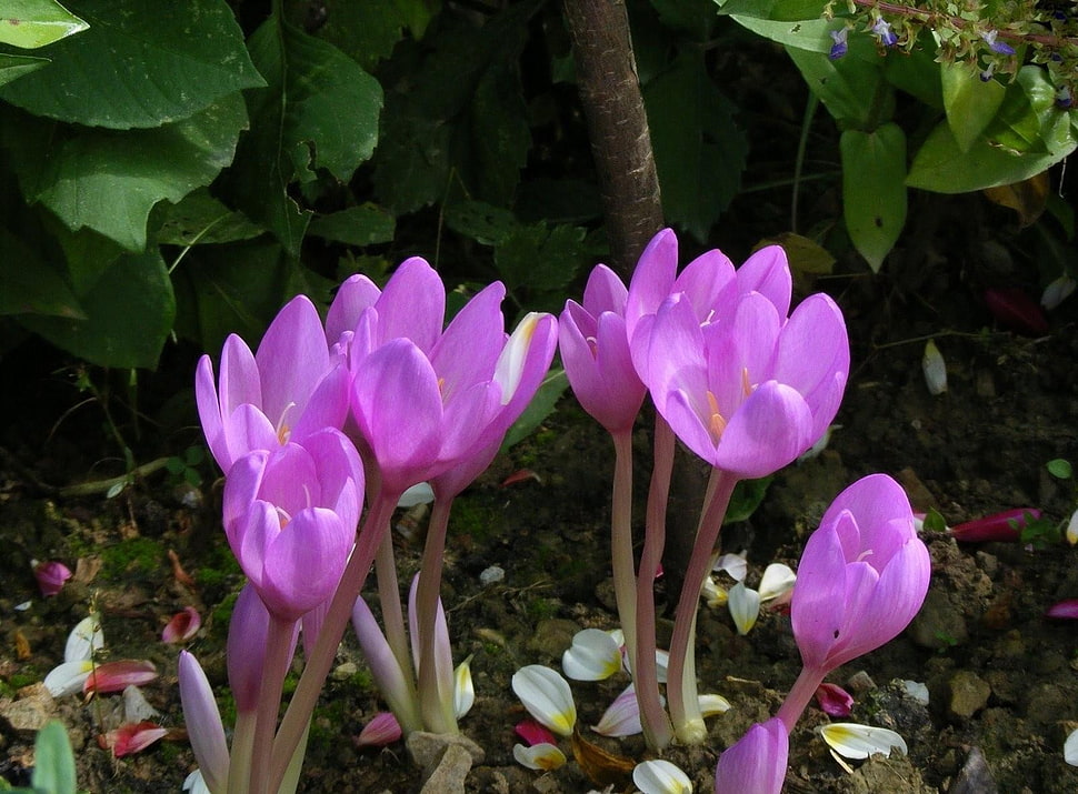 purple petaled flower HD wallpaper
