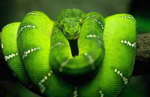 green snake, animals, snake, Boa constrictor HD wallpaper