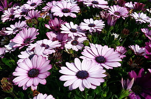 purple clustered flowers during daytime