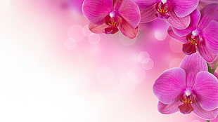 purple Orchid flower wallpaper