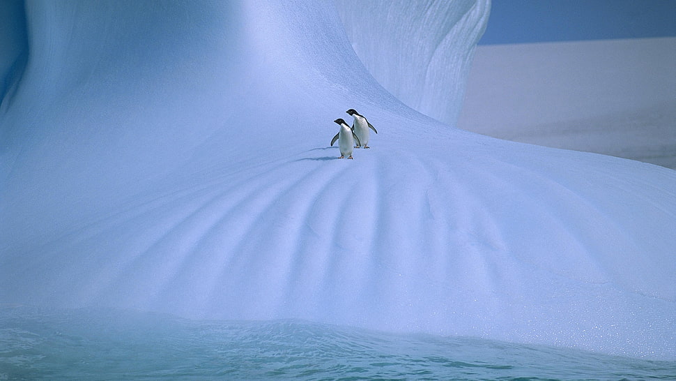 two penguins on snow HD wallpaper