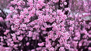 pink petaled cherry blossoms, blossom