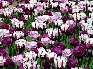 white-and-purple petaled flowers