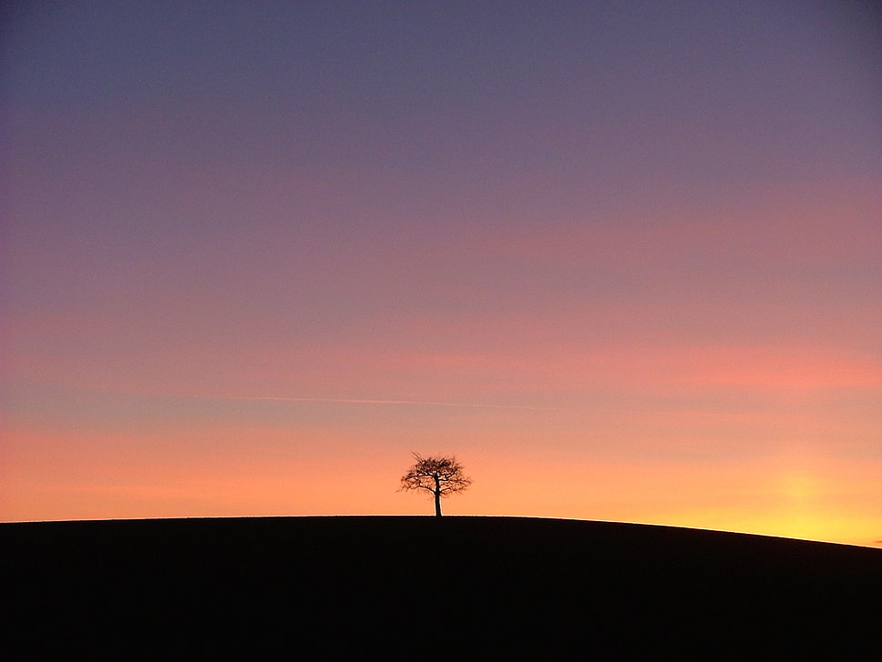 silhouette of bare tree on hill HD wallpaper