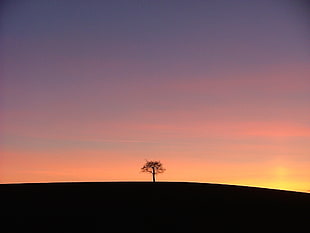 silhouette of bare tree on hill