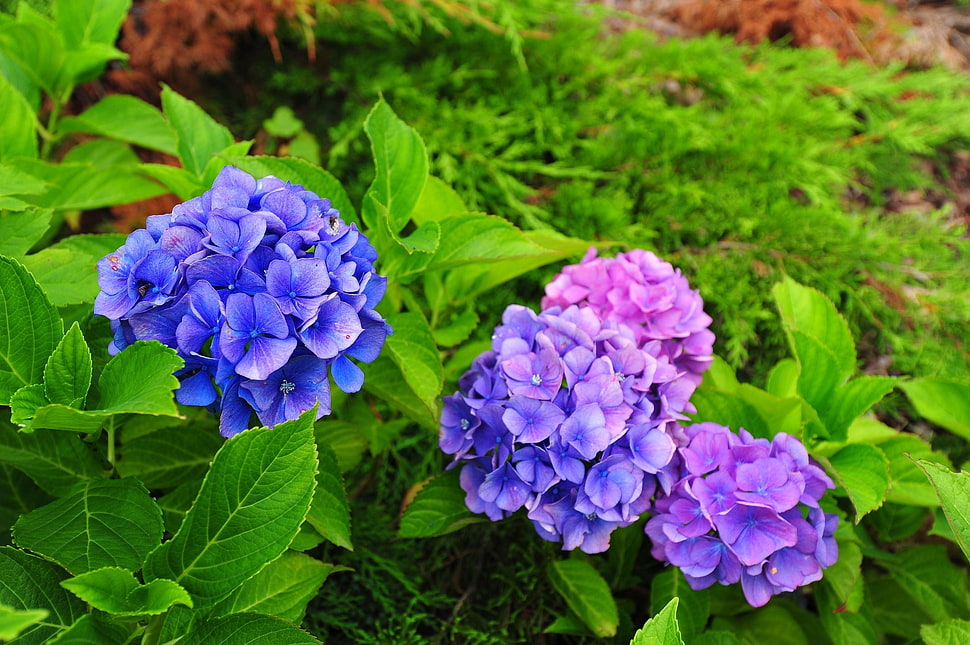 purple and pink Hydrangea flowers HD wallpaper