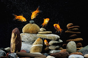 five orange-and-white fishes beside rock formation