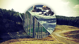 green trees, forest, polyscape
