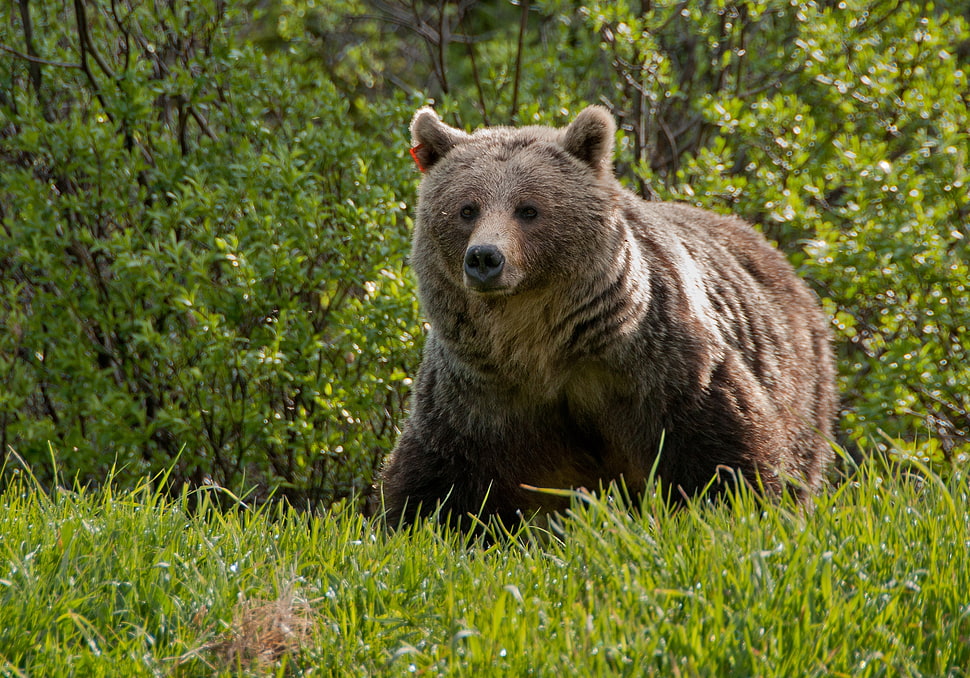 Brown Bear in the forest HD wallpaper
