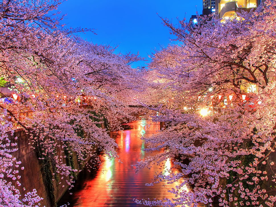 pink cherry blossom during daytime HD wallpaper