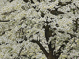 white lotus tree HD wallpaper