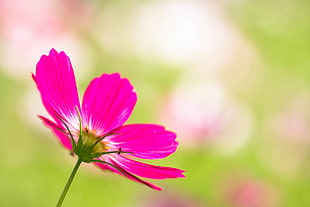 close-up photography of pink cosmos flower