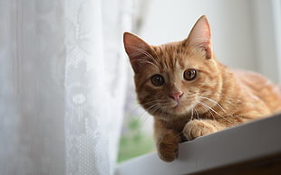 orange Tabby cat near white window curtain
