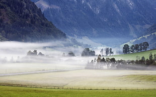 green grass field covered by fog during daytime
