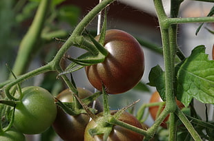 green and red tomatoes