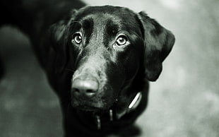 black fur coated dog looking up during daytime