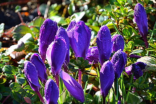 tilt lens photography of purple flowers, crocuses