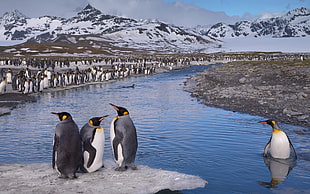 four black-white-and-yellow penguins, nature, landscape, penguins, animals
