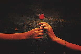 two hands holding red tulip flower